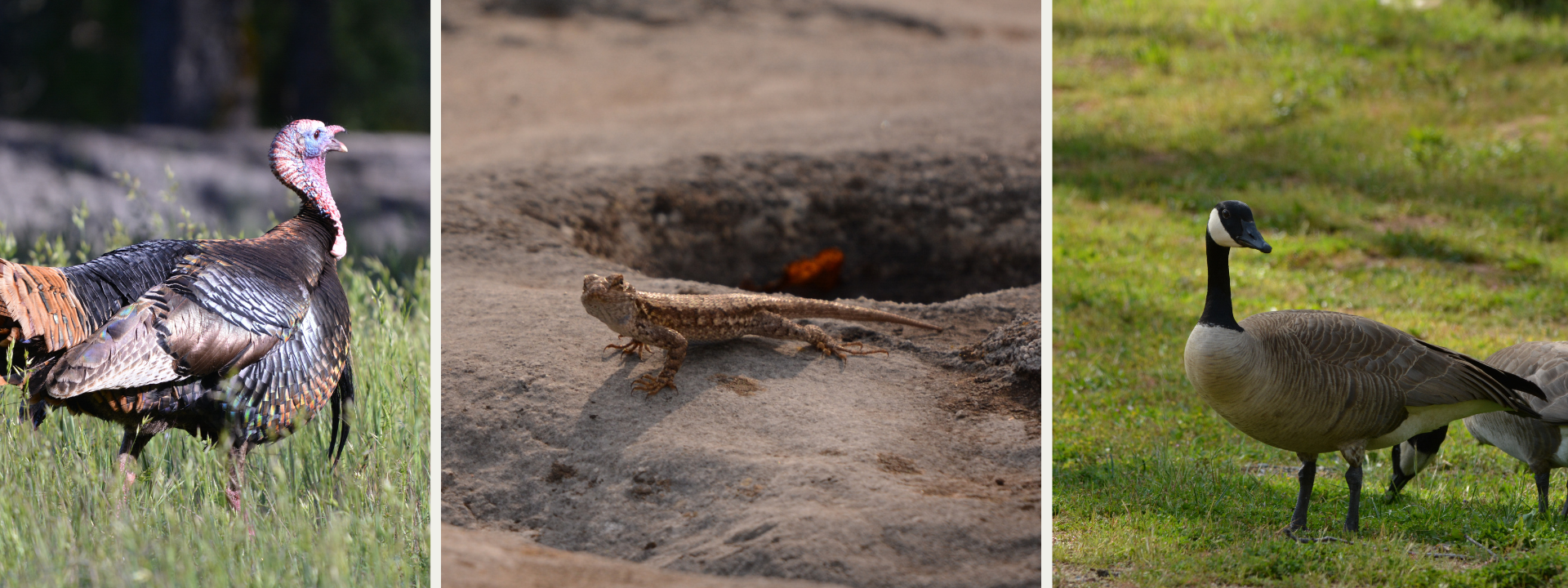 three photos - turkey, lizard on a rock, and geese 